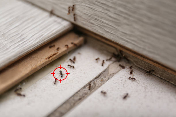 Best Pest Prevention Services  in Castle Shannon, PA