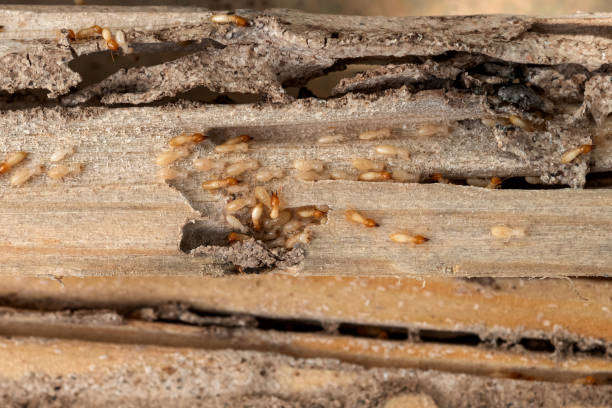 Pest Prevention Services in Castle Shannon, PA