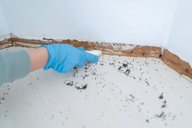 Best Cockroach Control Services  in Castle Shannon, PA